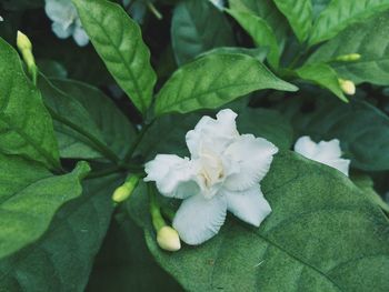 Close-up of flower blooming outdoors