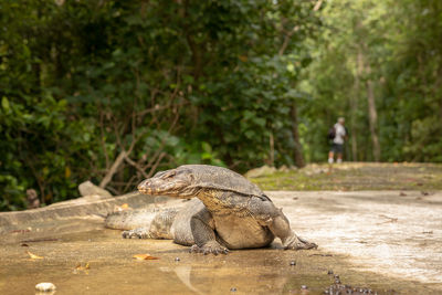 View of an animal on land