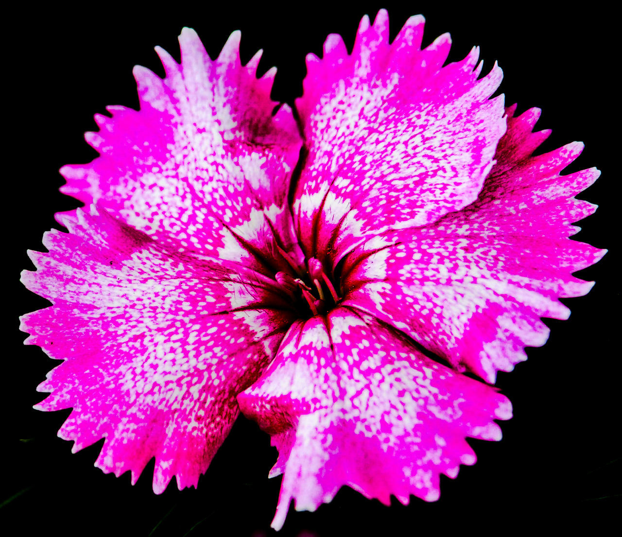 CLOSE-UP OF PINK ROSE FLOWER