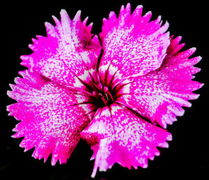 Close-up of pink flower over black background