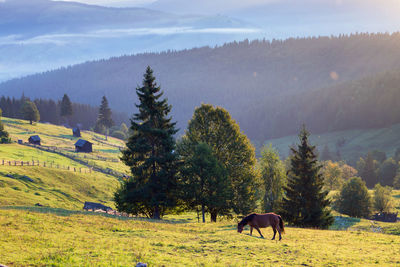 Horses grazing in a field