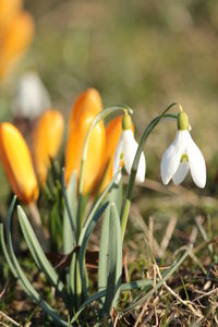 Close-up of crocus blooming on field