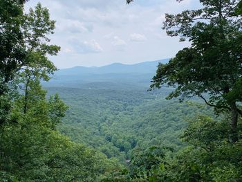 Scenic view of forest against sky