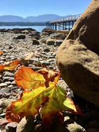 Close-up of autumn leaves on beach against clear sky