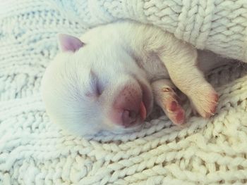 Close-up of sleeping cat