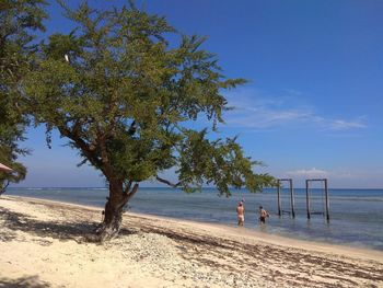 Trees on beach against sky