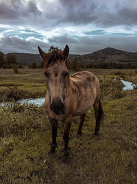 Horse standing in a field