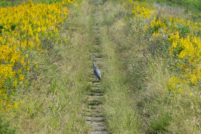 High angle view of gray heron on field