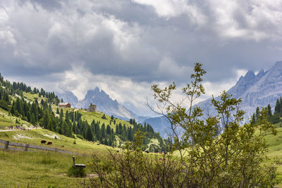 Panoramic shot of trees on landscape against sky