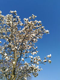 Low angle view of cherry blossoms against clear blue sky