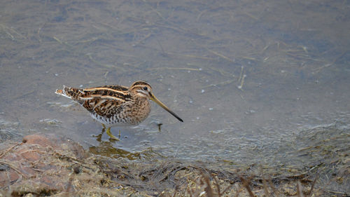 Close-up of bird perching on water