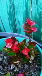 High angle view of red flowers on wood