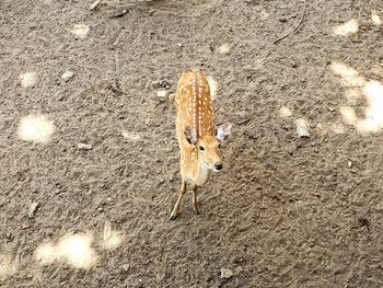 High angle view of crab on ground