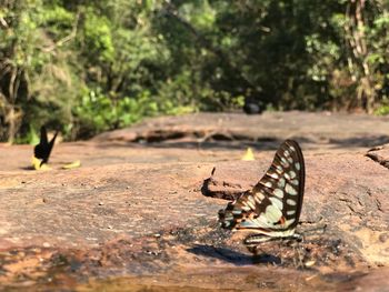 Close-up of butterfly on ground