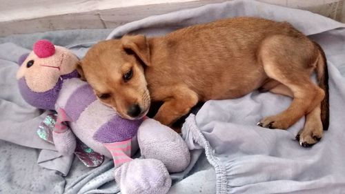 Dog sleeping on bed