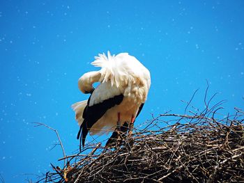 Low angle view of bird perching on nest against blue sky