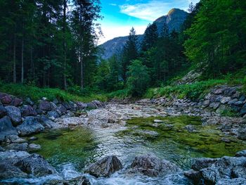 Scenic view of river stream amidst trees in forest