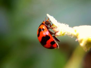 Close-up of ladybug on red flower