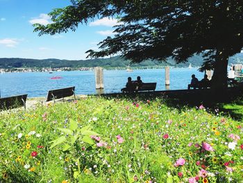 Plants growing on lakeshore