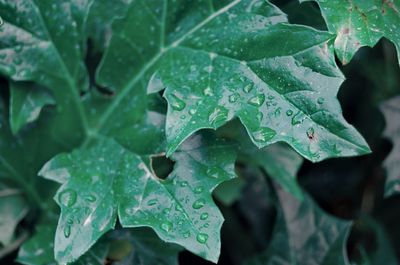 Close-up of wet leaves