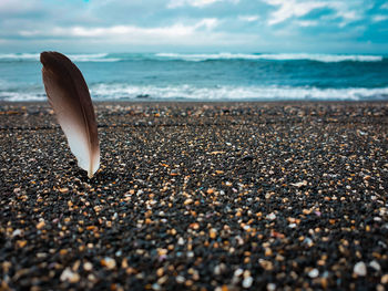 Close-up of feather on beach