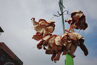 Low angle view of wilted plant against sky