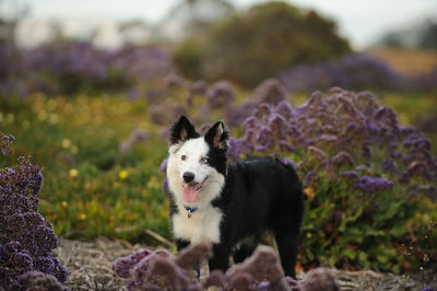 Dog on field against sky