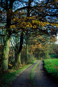 Road amidst trees in forest during autumn