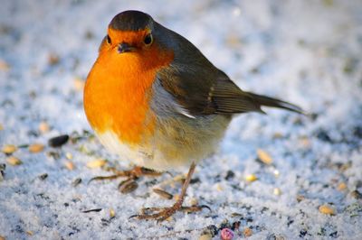 Portrait of robin on snow covered land