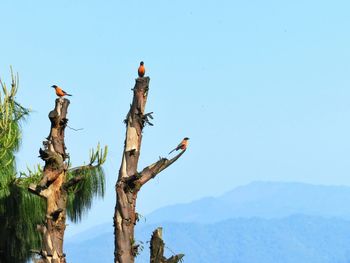 Low angle view of birds perching on tree against clear sky