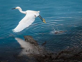 Bird flying over lake