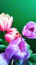 Close-up of pink flowers blooming outdoors