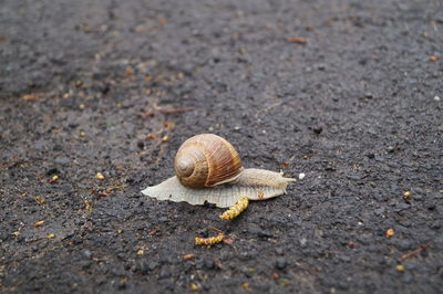 Close-up of snail on road