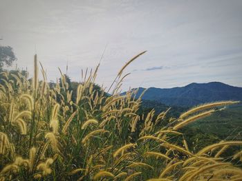 Crops growing on field against sky