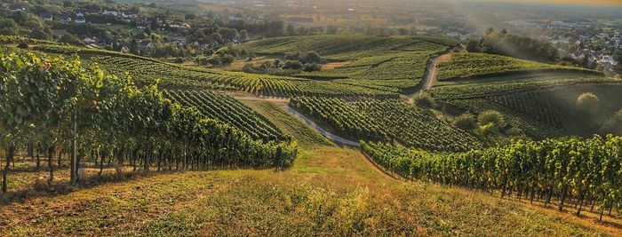 Scenic view of vineyard