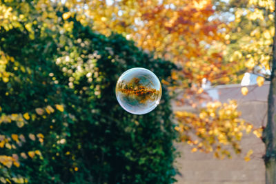 Close-up of bubbles against trees during autumn