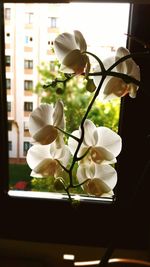 Close-up of white flowers