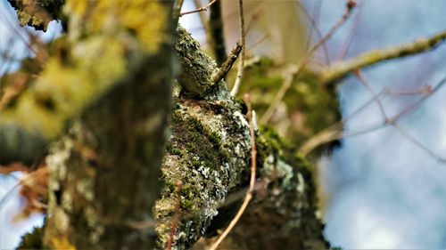 Close-up of mushroom growing on tree trunk