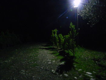 Scenic view of illuminated forest against sky at night