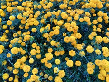 High angle view of yellow flowering plants