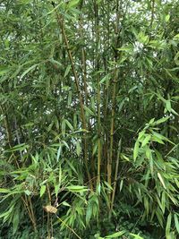 Full frame shot of bamboo trees in forest