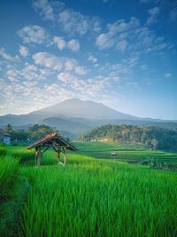 Scenic view of agricultural field against sky