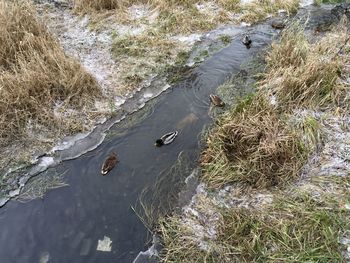 High angle view of birds in lake