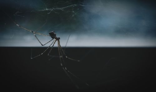 Close-up of spider and web against sky