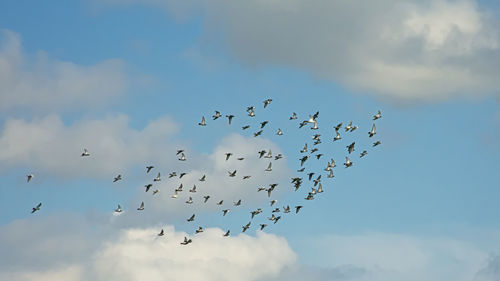 Low angle view of birds flying against sky