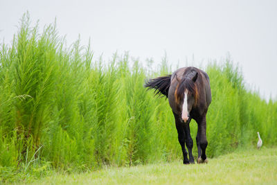 Horse on field against sky