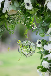 Close-up of plant hanging on tree