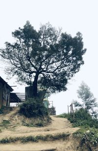 Tree by road amidst buildings against clear sky