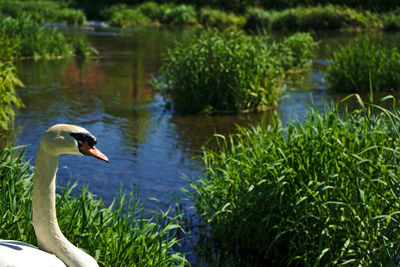 White swan against lake