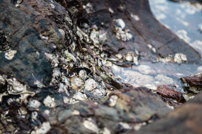 Close-up of lichen on tree trunk